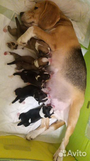 Щенки бигль