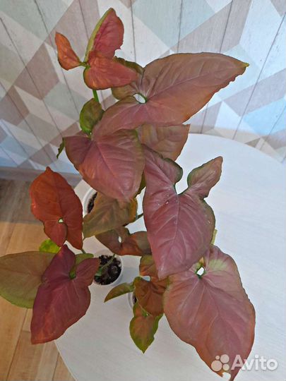 Сингониум Орм Нак