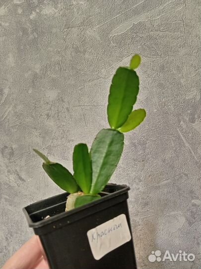 Отростки рипсалидопсиса