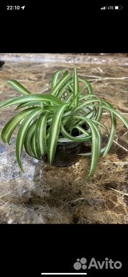 Хлорофитум