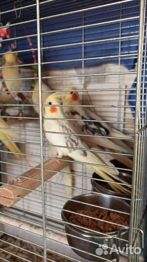 Попугай корелла