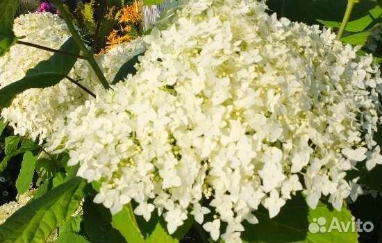 Гортензия саженцы древовидная