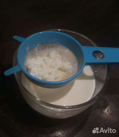 Тибетский молочный гриб кефирный