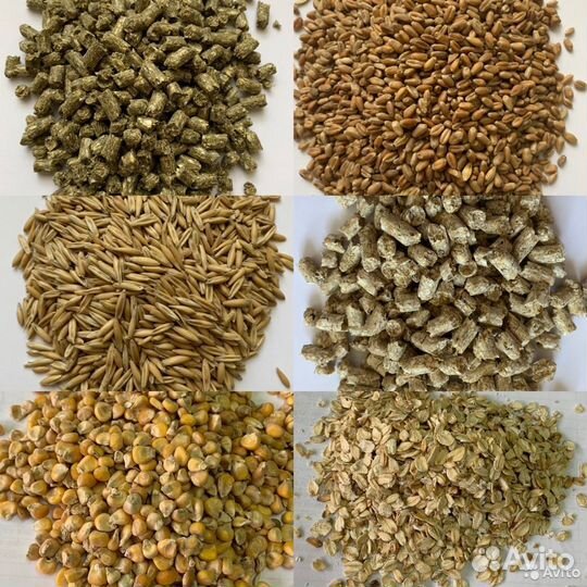 Зерно от Зеленого Дома