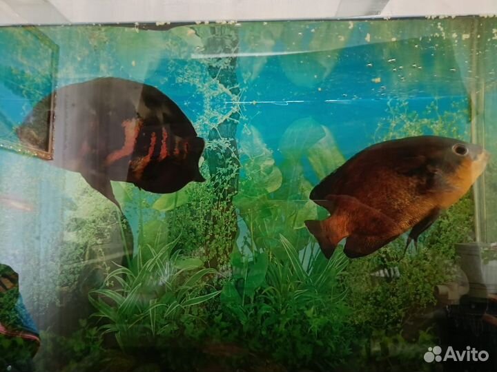 Астронотусы