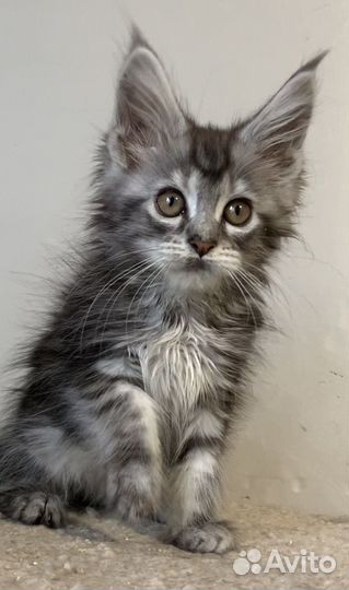 Девочки и мальчик мейнкун