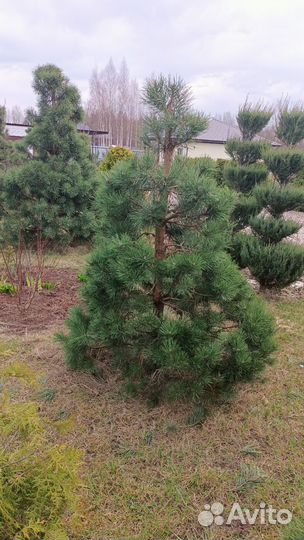 Бонсай сосна