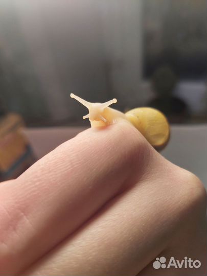 Улитки ахатины