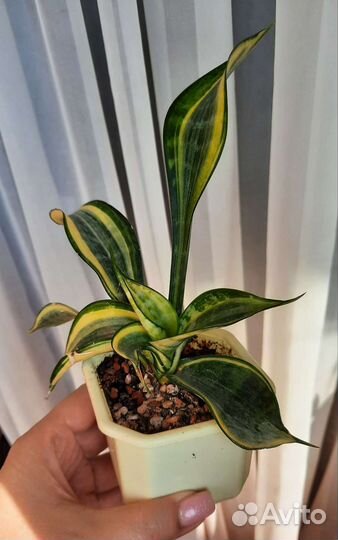 Сансевиерия Golden Banner