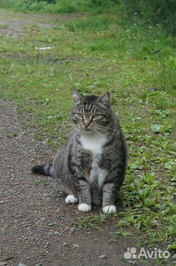 Кот бегемот