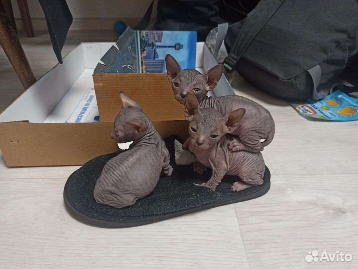 Донской сфинкс котята