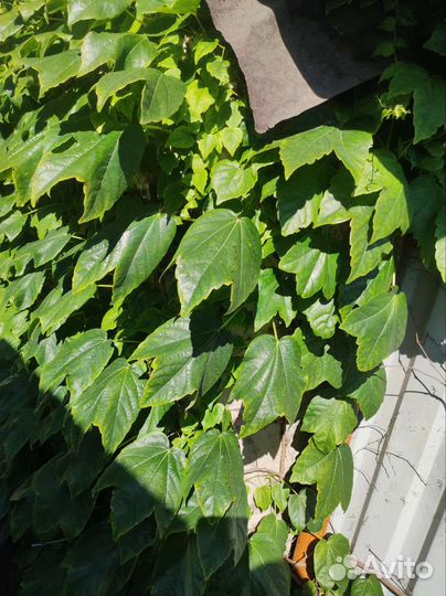 Вичи лиана держится на своих присосках (липучки )