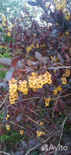 Саженцы барбариса и лимонника