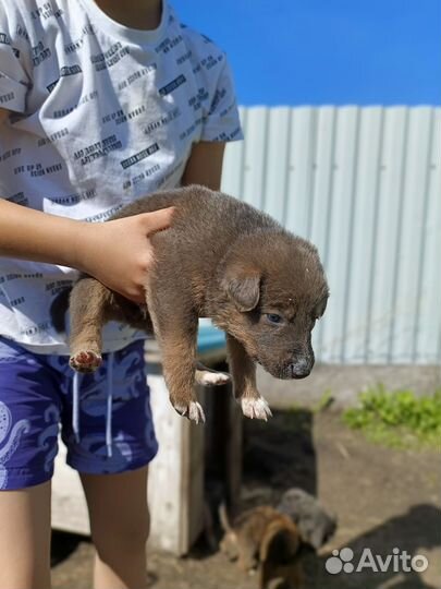 Немецкая овчарка в очень добрые руки