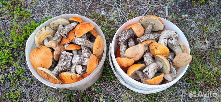 Грибы подосиновики