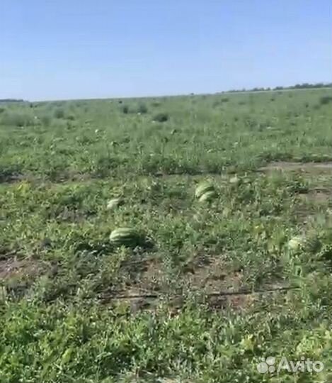 Арбуз Каристан с поля оптом