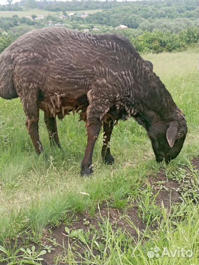 Эдельбаевские ягнята