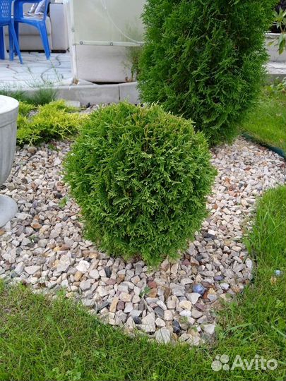 Шаровидная туя Глобоза