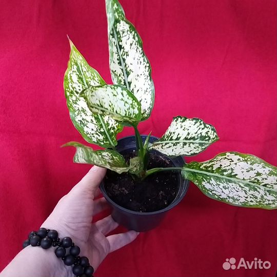 Аглаонема ферст даймонд