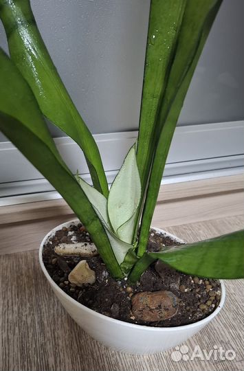 Сансевиерия муншайн