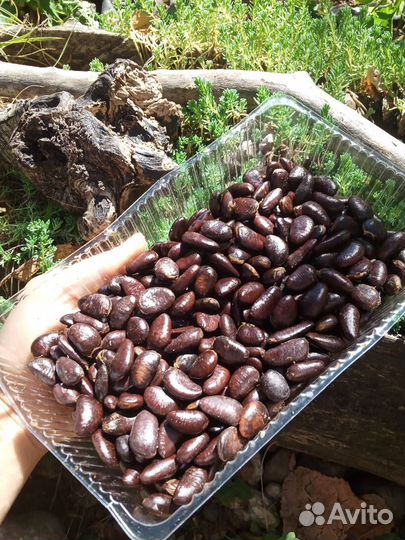 Азимина Банановое дерево саженцы