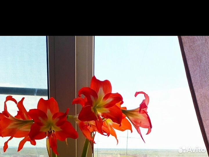 Гиппиаструм