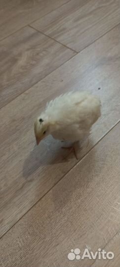 Перепелки суточные