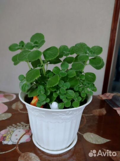 Комнатная мята (плектрантус)