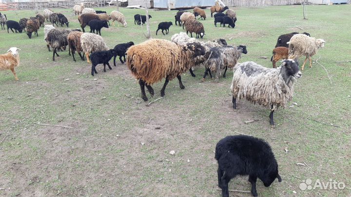 Овцы, бараны, ягнята