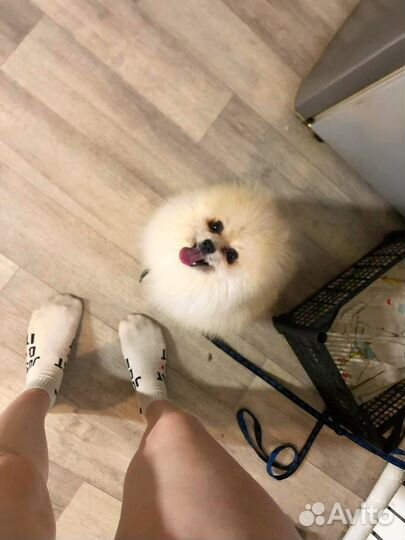 Отдам в добрые руки шпиц