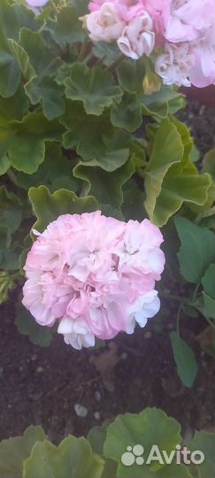 Пеларгония