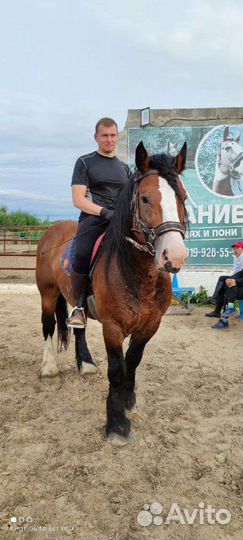 Продам жеребца