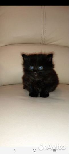 Котята в добрые руки бесплатно