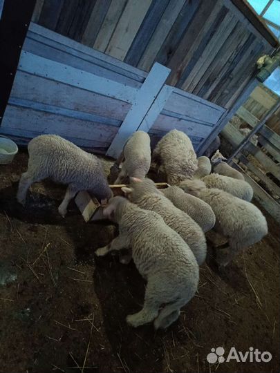 Ягнята, барашки