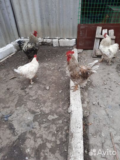 Петухи брама