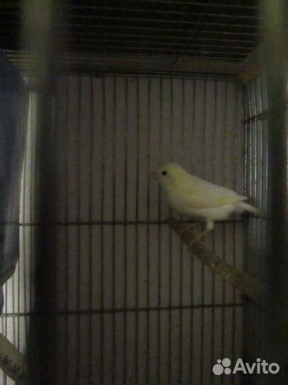 Кенарь и канарейки