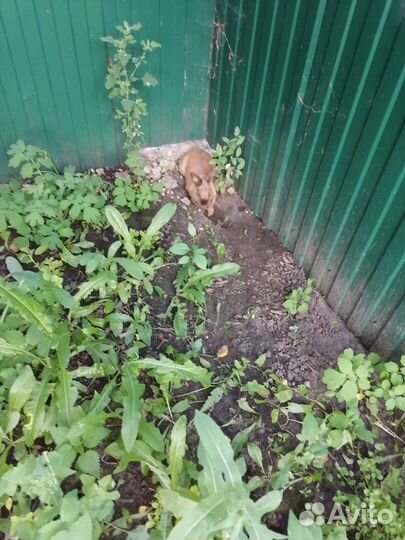 Продам породистого кролика в хорошие руки