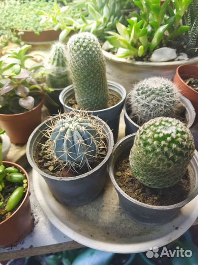 Суккуленты