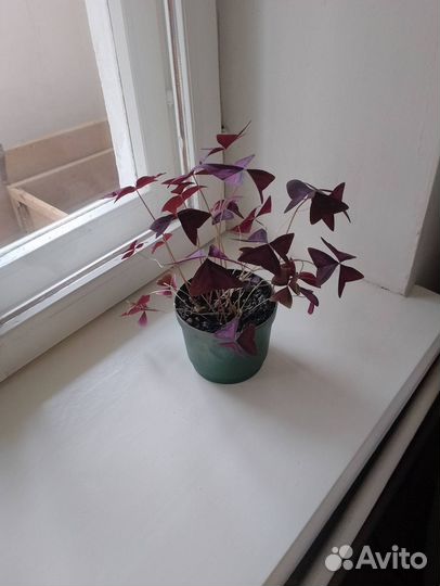 Оксалис, кислица в пластмассовом горшке