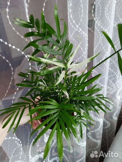 Комнатные растения