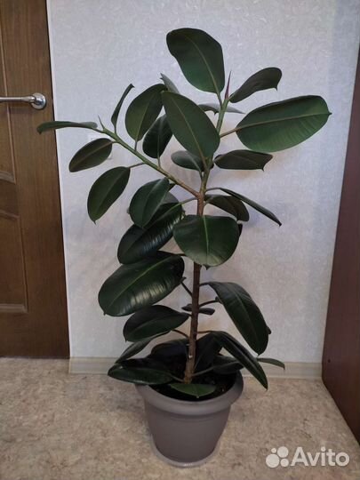 Большие комнатные цветы
