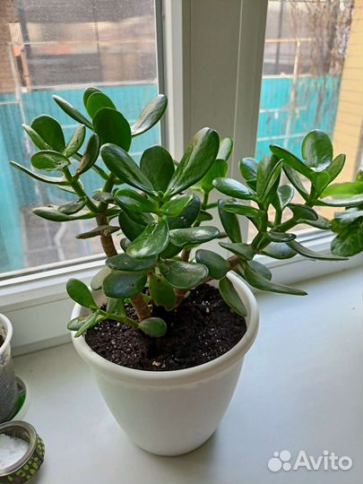 Красула толстянка