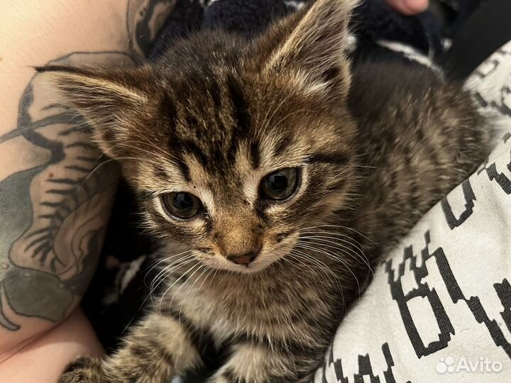 Кошка в дар