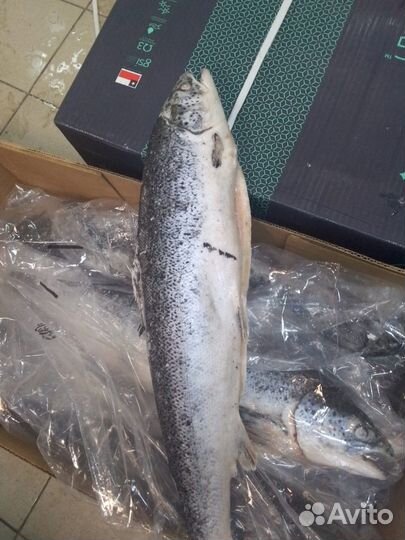 Семга лосось