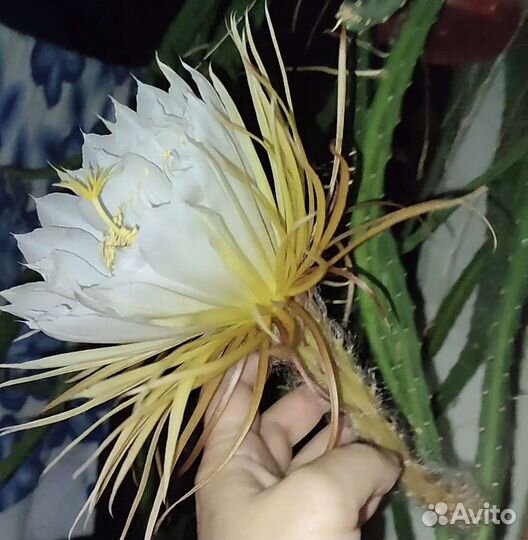 Кактус селеницериус Царица ночи срез