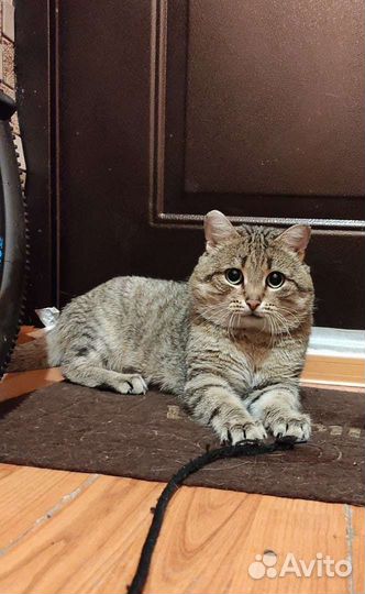 Мише нужен дом, подробности в лс