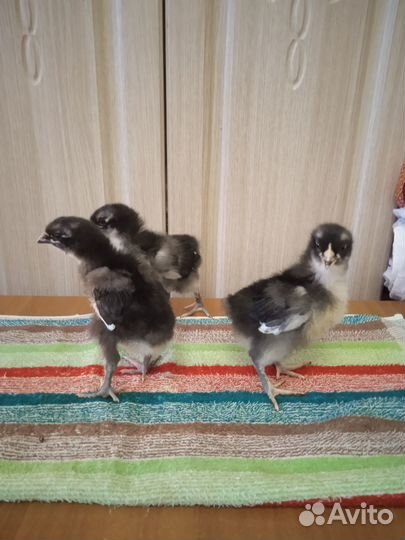 Цыплята доминант дс 109