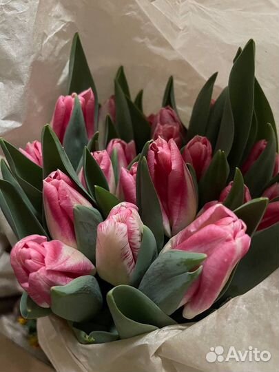 Тюльпаны живые краснодарские