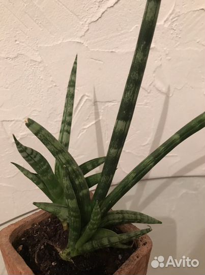 Сансевиерия