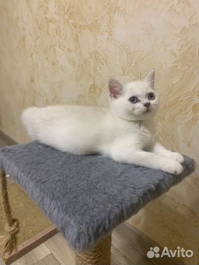 Шотландские золотые и серебряные котята